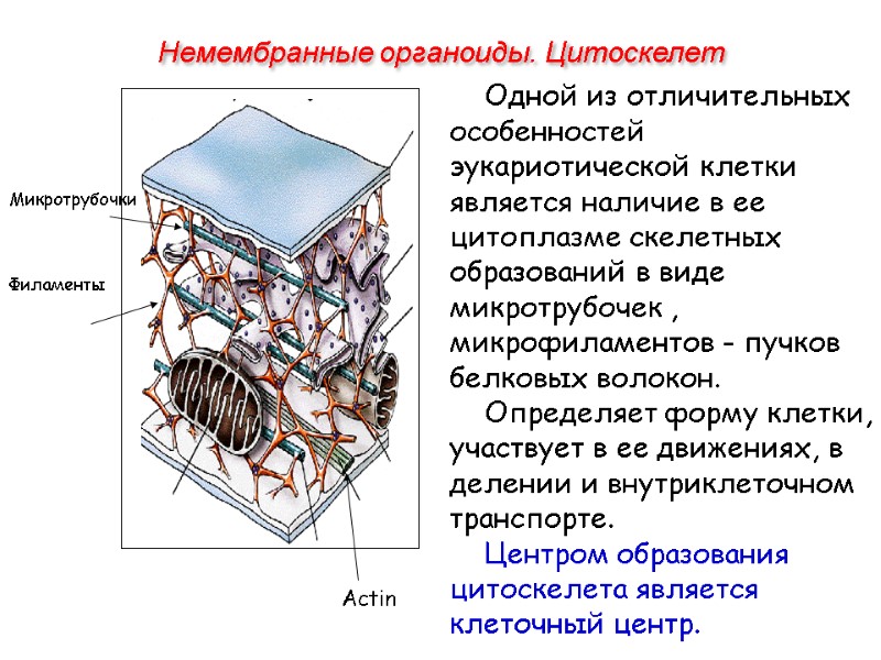 Одной из отличительных особенностей эукариотической клетки является наличие в ее цитоплазме скелетных образований в